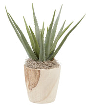 Load image into Gallery viewer, Potted Aloe Plant
