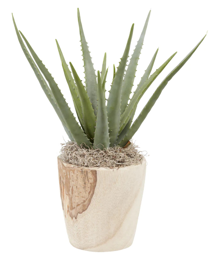 Potted Aloe Plant